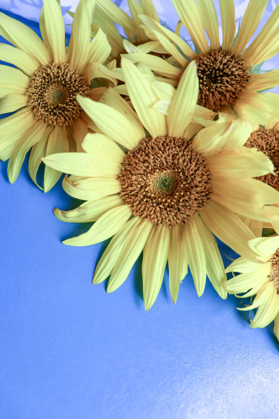 蓝色背景上的黄色向日葵图片下载