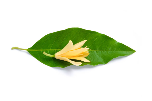 白色的花和绿叶在白色的背景。图片下载