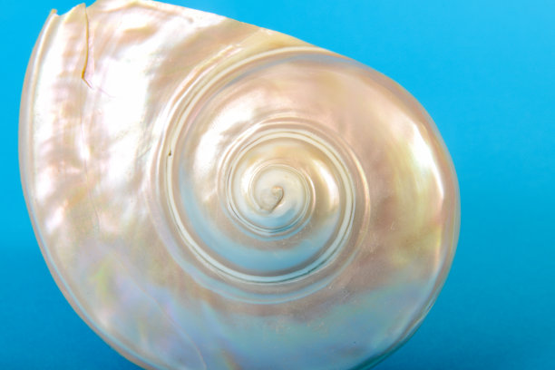 贝壳的静物图片下载