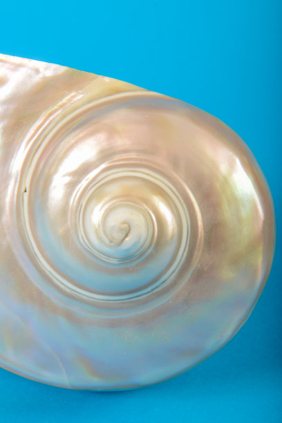 贝壳的静物图片下载