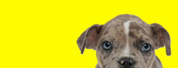 好奇的美国小霸王向前看图片下载