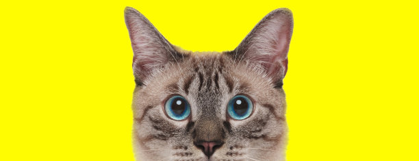 急切的家猫好奇地期待着图片下载