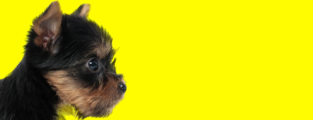 侧视图热切的约克郡犬好奇地期待着图片下载