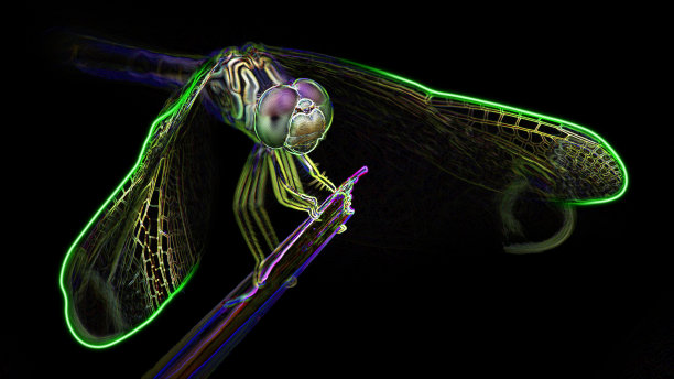 栖息在栖木上的蜻蜓，微距摄影数字霓虹灯效果，黑色背景，泰国图片下载