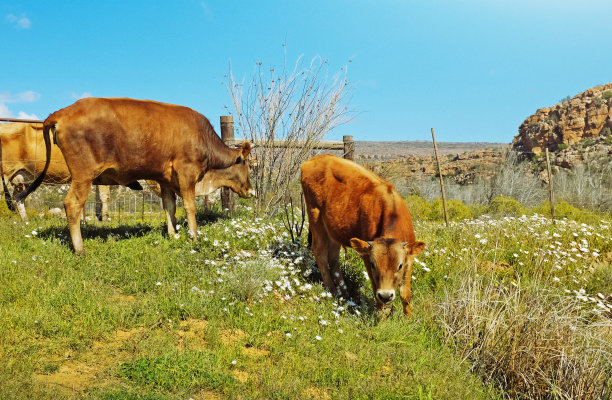 南非纳马夸兰的春天牧场上，雏菊丛中，年轻的牛群在安静地吃草图片下载