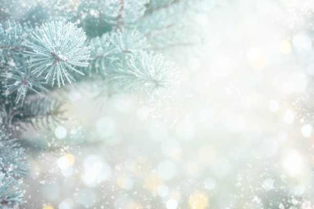 圣诞树的树枝上结了霜图片下载