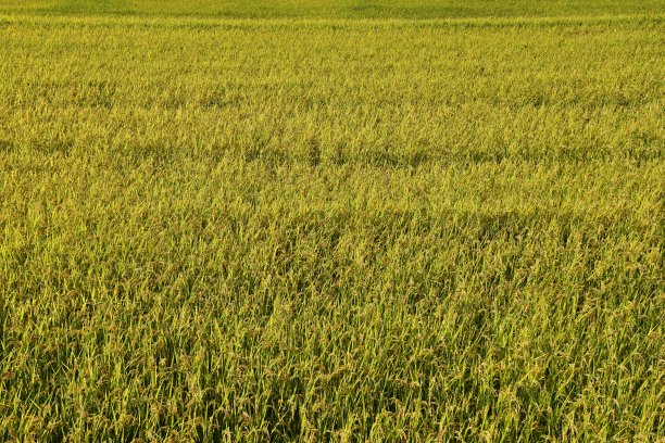 金色的稻田。图片下载