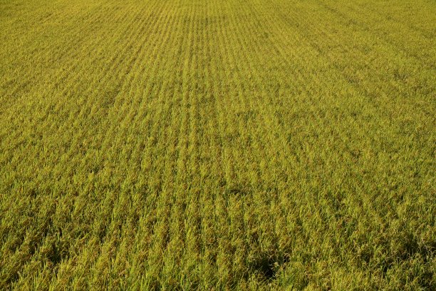 金色的稻田。图片下载