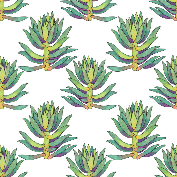 无缝模式绿色肉质子叶家植物在白色的背景。艺术创作手绘对象图片下载