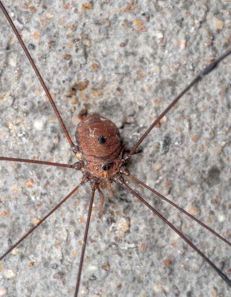 长城上的收割者或长腿爸爸的微距照片图片下载