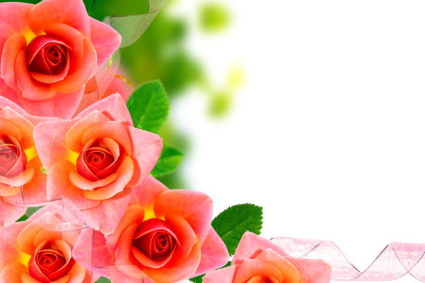 鲜艳鲜艳的玫瑰花。图片下载