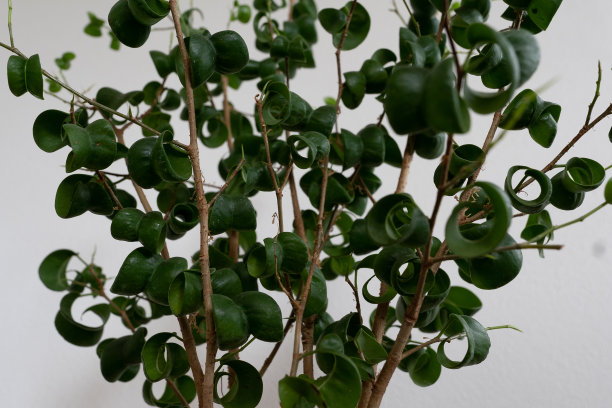 本杰明巴洛克特写图片下载