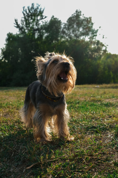 在草地上玩耍的约克郡犬图片下载