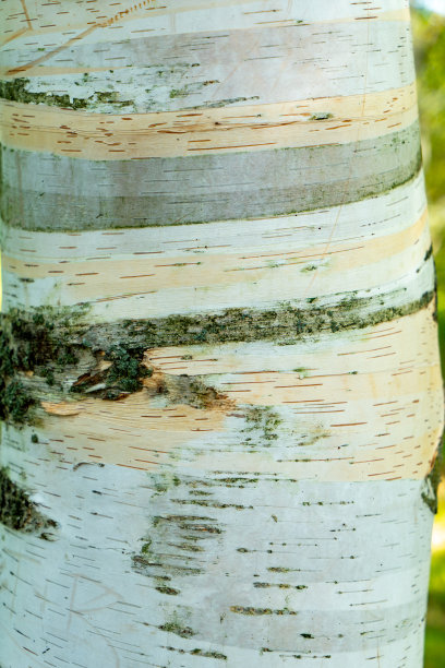 加拿大圭尔夫大学植物园里的桦树树干图片下载