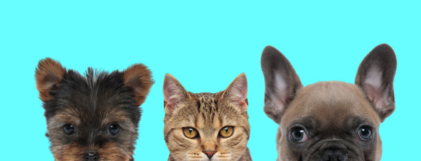 动物队隐藏着他们的脸，站着看着摄像机图片下载