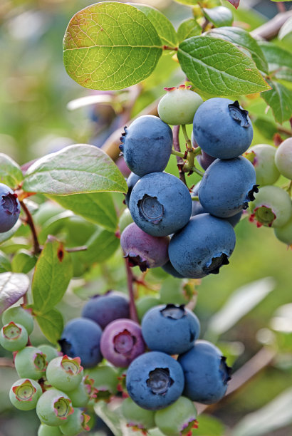 一簇簇蓝莓在灌木上，垂直的框架图片下载