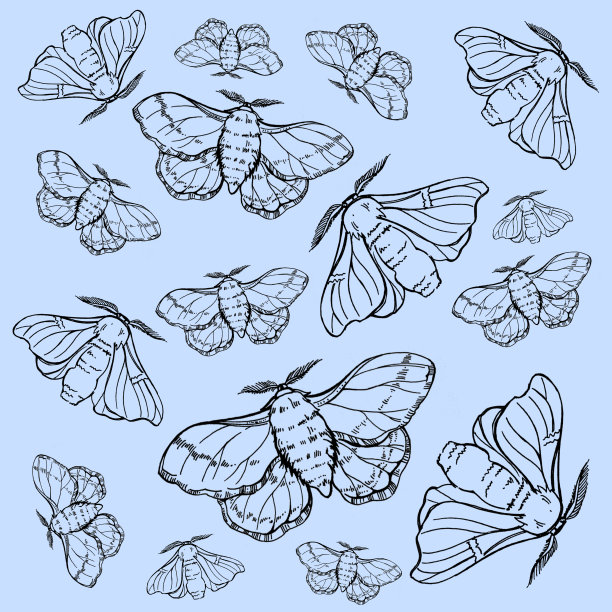 手绘蝴蝶蚕插图。图案为纺织品，婚纱，美丽的背景。图片下载