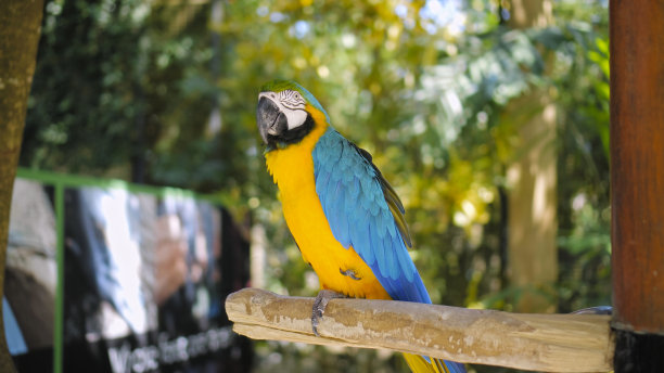一只长着黄色和蓝色羽毛的鹦鹉坐在一根木树枝上图片下载