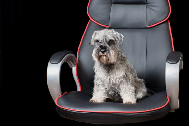 可爱的迷你雪纳瑞狗坐在一个办公椅上孤立的黑色背景，拷贝空间，正面视图图片下载