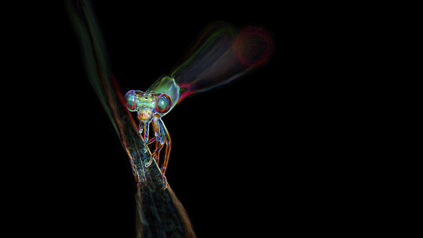 豆娘在树枝上休息，这只优雅的昆虫是蜻蜓，微距数码霓虹灯效果，黑色背景图片下载