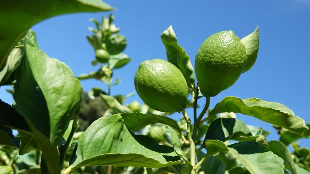 蓝天前的树上挂着绿色的柑橘类水果(酸橙/未成熟的柠檬)图片下载