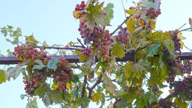 准备收获的葡萄挂在藤上图片下载