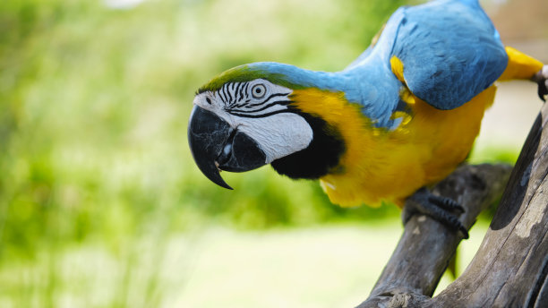 一只长着黄色和蓝色羽毛的鹦鹉坐在一根木树枝上图片下载