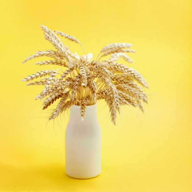 成熟的麦穗。黄色花瓶，靠近成熟的耳朵。秋收时节的概念。室内装饰。图片下载