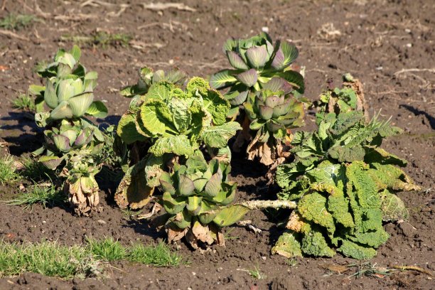 羽衣甘蓝或叶白菜蔬菜混合卷心菜或头白菜叶植物生长在当地的家庭花园图片下载