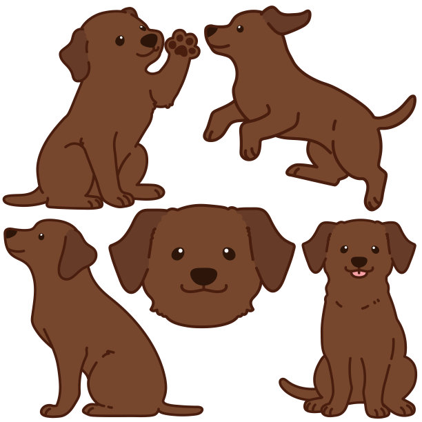 概述巧克力拉布拉多插图设置图片下载