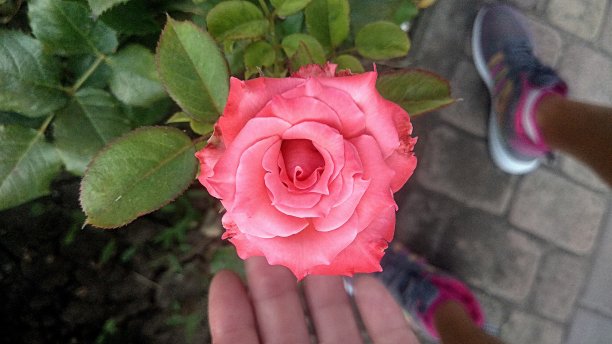 靠在人行道上的带绿色叶子的浅橙色的小玫瑰。图片下载