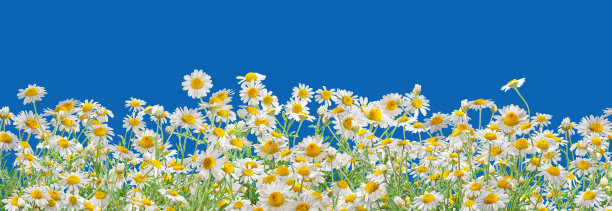 田野盛开的菊花头近距离上的蓝色背景。图片下载