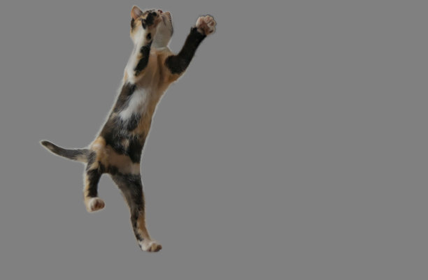 跳，猫，淘气，可爱，小猫，宠物，顽皮图片下载