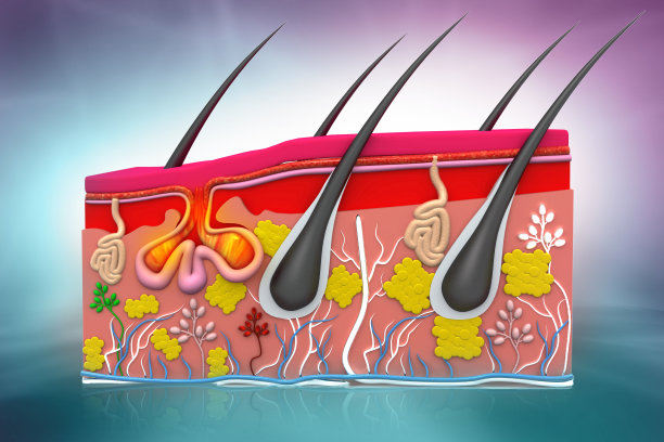 人类皮肤解剖学图片下载