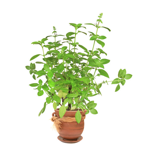 柠檬罗勒枝在陶土花盆里图片下载