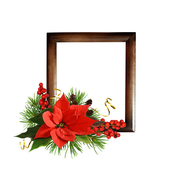 圣诞安排与红色的一品红花和棕色的木架孤立在白色图片下载