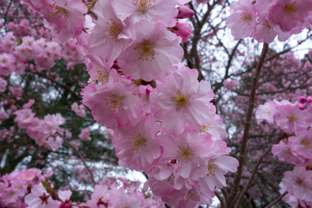 盛开的白色樱桃树枝，靠近。图片下载