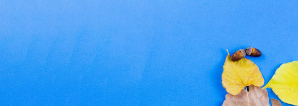 蓝色背景下的秋叶和橡子。图片下载