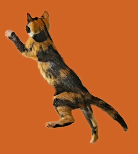 狩猎，可爱，猫，宠物，顽皮，小猫，淘气图片下载