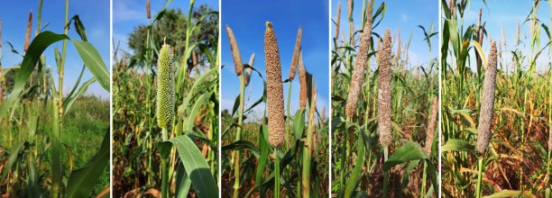 珍珠谷子成长照片系列或时光流逝图片下载