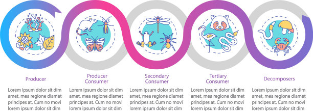 放牧食物链信息图表模板能量图片下载