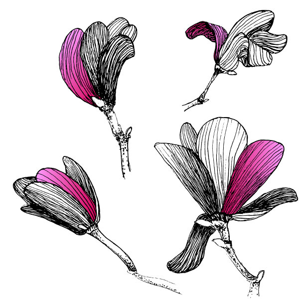 集玉兰花手绘与亮丽图片下载