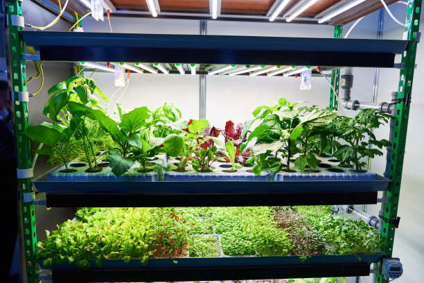 农业展览上的幼苗图片下载