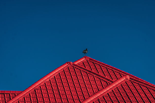 孤独的鸟图片下载