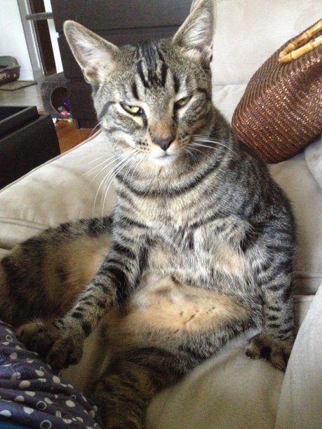 脾气暴躁的加托 - 维基百科图片下载