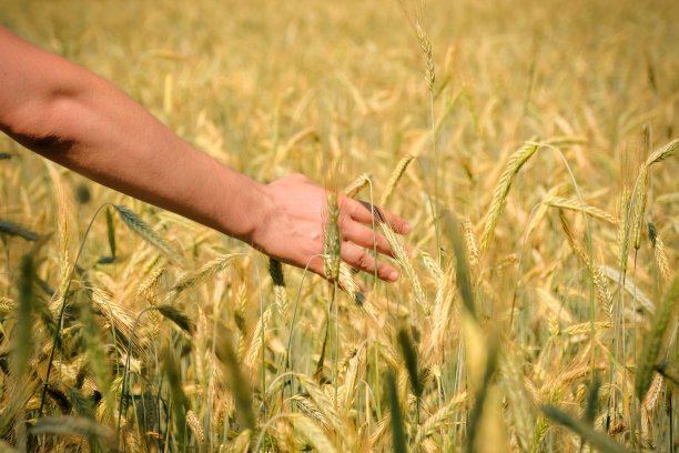 在一个阳光明媚的日子里，农民们在麦田里劳作。农业的概念。图片下载