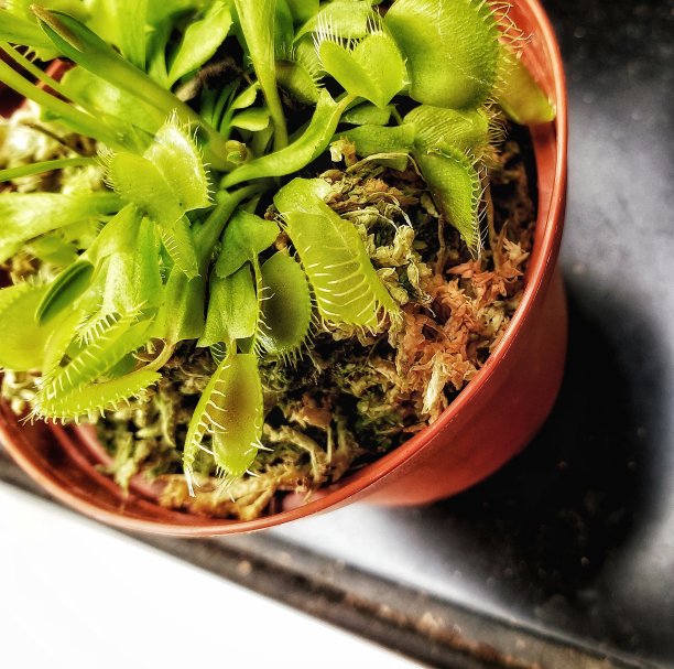 维纳斯捕蝇草图片下载