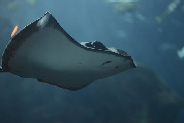 条纹鱼游泳。鳃形目或鳃形目是bato总目中软骨鱼类的一目图片下载