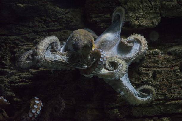 章鱼在水下咬住一块木头不放图片下载