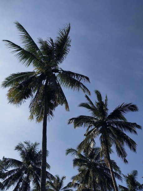 蓝天和椰子树图片下载